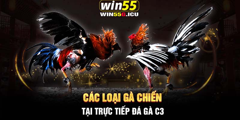 Các loại gà chiến tại trực tiếp đá gà C3