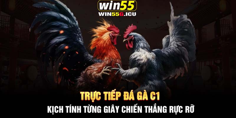 Trực tiếp đá gà C1 - Kịch tính từng giây chiến thắng rực rỡ