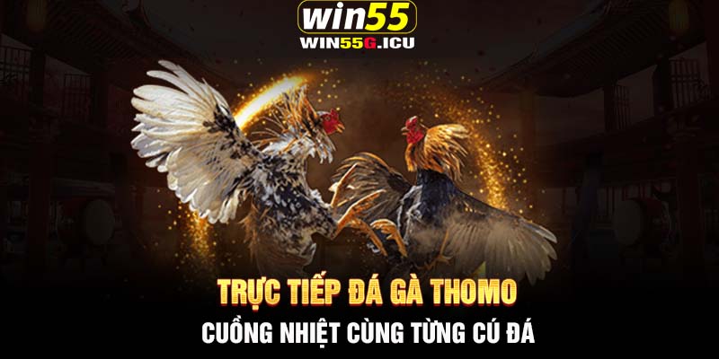 Trực tiếp đá gà Thomo - Cuồng nhiệt cùng từng cú đá