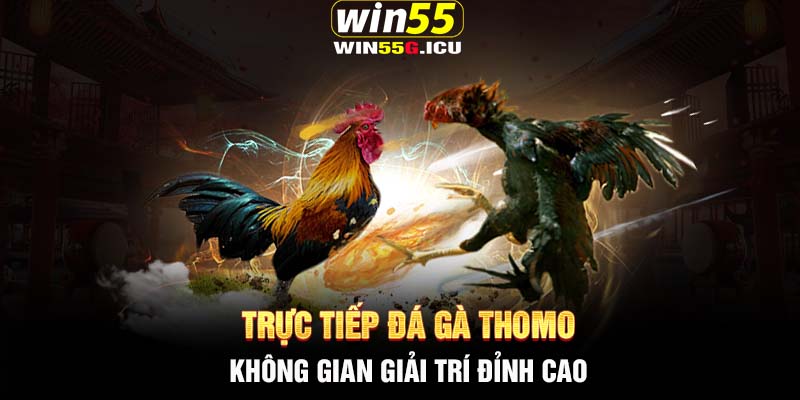 Trực tiếp đá gà Thomo - Không gian giải trí đỉnh cao