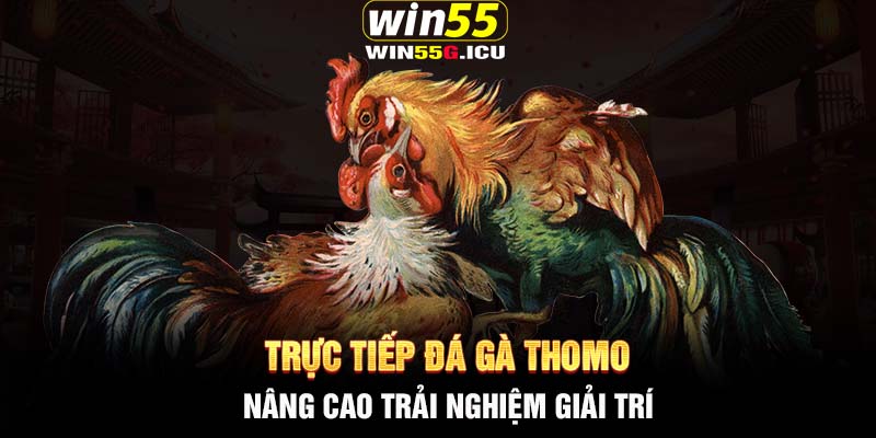 Trực tiếp đá gà Thomo - Nâng cao trải nghiệm giải trí