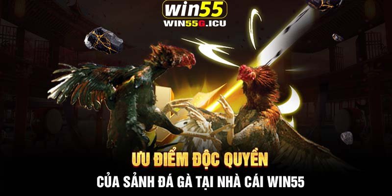 Ưu điểm độc quyền của sảnh đá gà tại nhà cái Win55